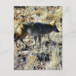 Füchse Kojoten Wilde Tiere Auf Dem Feld Postkarte