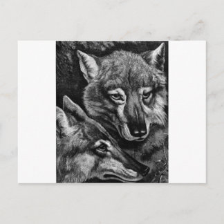 Füchse / Wölfe / Kojoten ? Postkarte