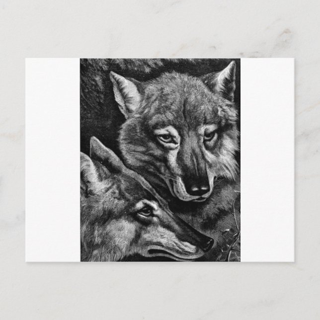 Füchse / Wölfe / Kojoten ? Postkarte (Vorderseite)