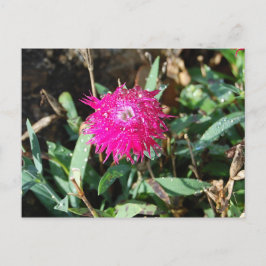 Fuchsia Blume Foto Postkarte