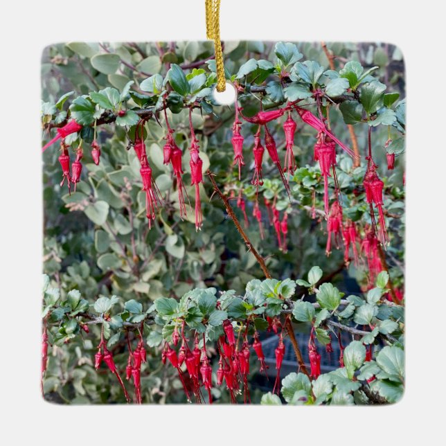 Fuchsia Blume Gooseberry Keramikornament (Vorderseite)