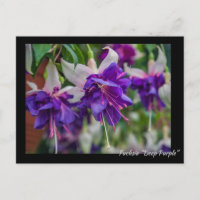 Fuchsia "Deep Lila"