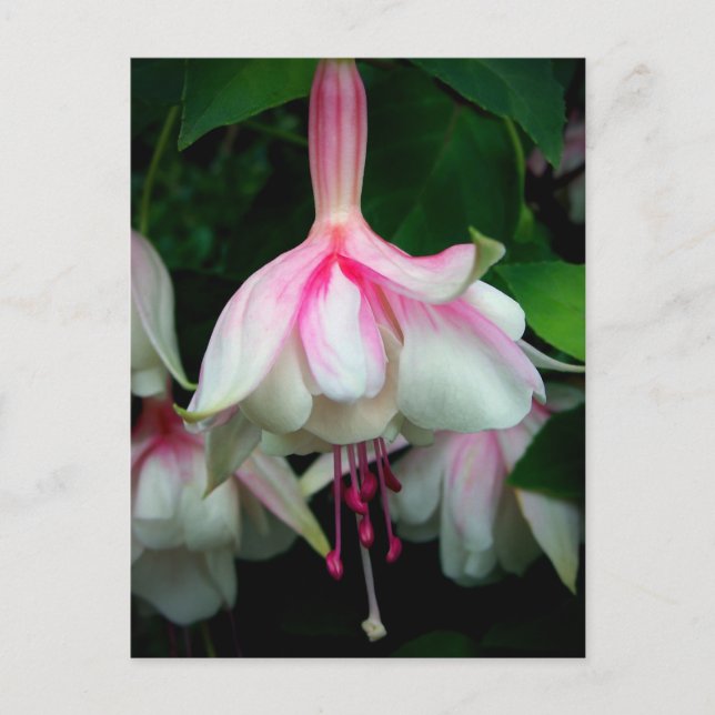 Fuchsia Devonshire Dumpling Postkarte (Vorderseite)