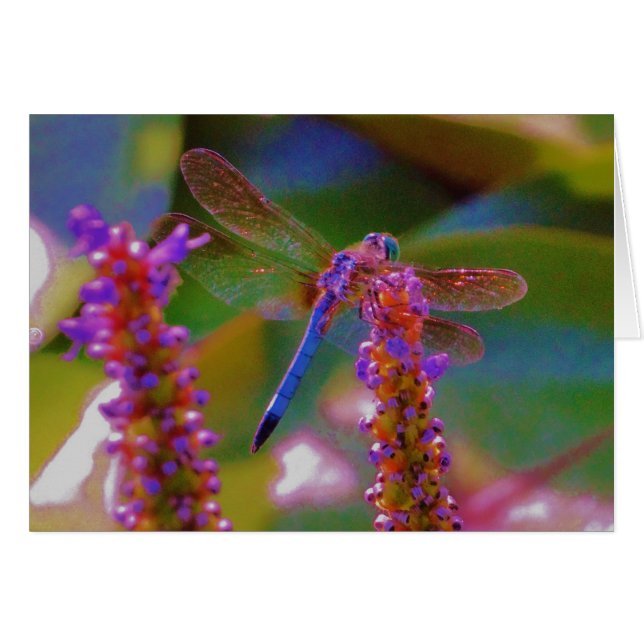 Fuchsia fleur et dragon mouche (Devant horizontal)