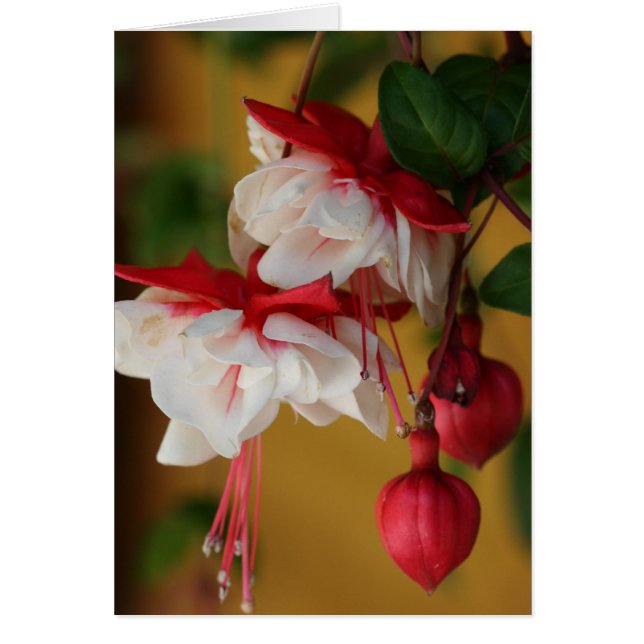 Fuchsia Fleurit ! (Devant)