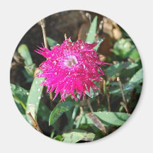 Fuchsia-Foto-Magnet