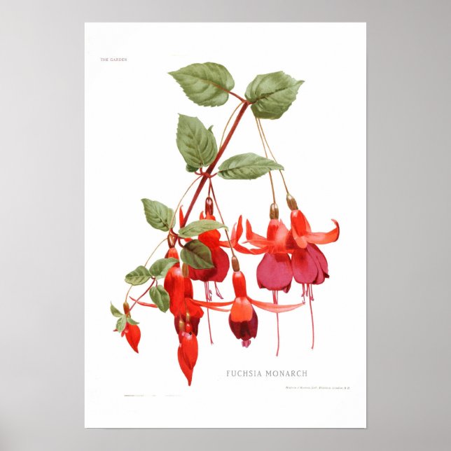 Fuchsia 'Monarch' Poster (Vorne)