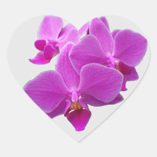 Fuchsia-Orchidee auf Aufklebern Herz-Aufkleber