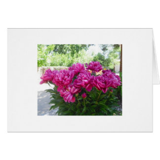Fuchsia Peony Card