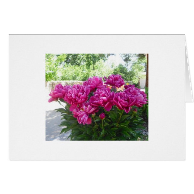 Fuchsia Peony Card (Vorderseite (Horizontal))