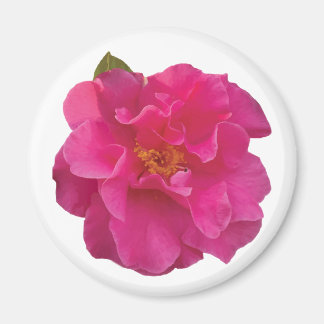 Fuchsia Rosa Kamelie Realistische Blüten Magnet