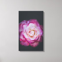 Fuchsia-Rose