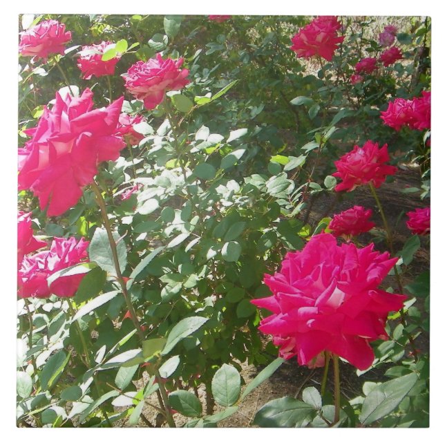 Fuchsia-Rose überall Fliese (Vorderseite)