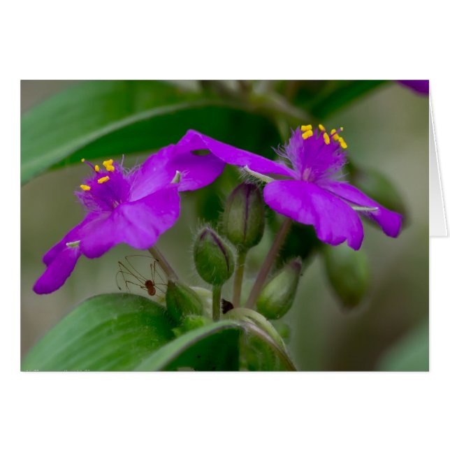 Fuchsia Spiderwort Twins Wildblume Geschenke Appar (Vorderseite (Horizontal))
