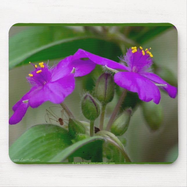 Fuchsia Spiderwort Twins Wildblume Geschenke Appar Mousepad (Vorne)