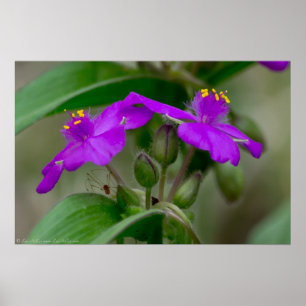 Fuchsia Spiderwort Twins Wildblume Poster