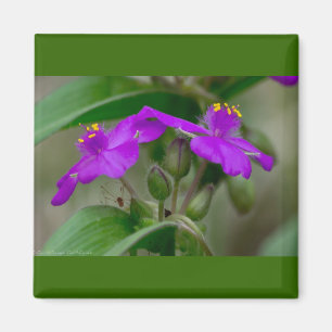 Fuchsia-Spinnkraut-Zwillinge Wildblumen-Geschenke Magnet