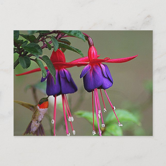 Fuchsia und Hummingbird Postkarte (Vorderseite)