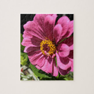 Fuchsia Zinnia Blume Nah