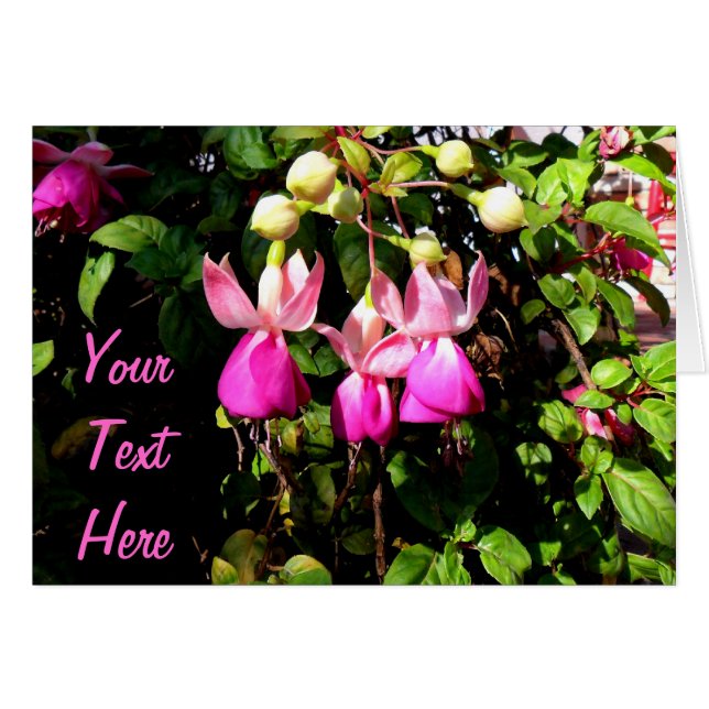 Fuchsie (Vorderseite (Horizontal))