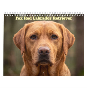 Fuchsroter Labrador Retriever 2027 Kalender