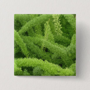 Fuchsschwanzfarn, Asparagus densiflorus myers Button