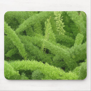 Fuchsschwanzfarn, Asparagus densiflorus myers Mousepad