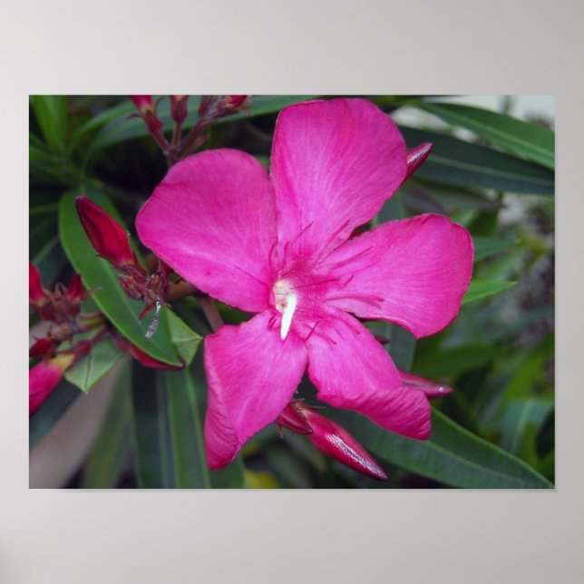 Fucshia Oleander Foto Poster (Vorne)