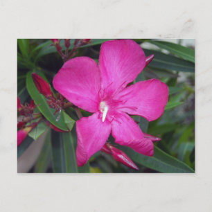Fucshia Oleander Foto Postkarte