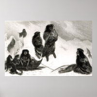 Fuegier handeln in Zapallos