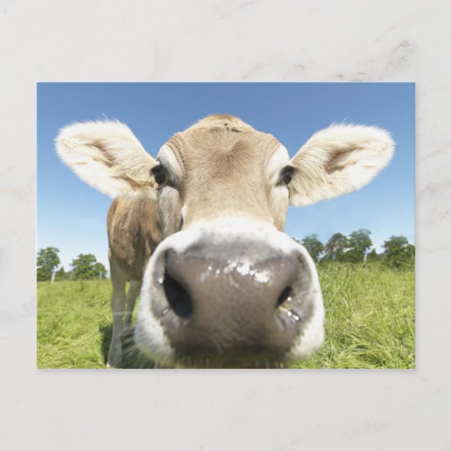 Fuessen, Bayern, Deutschland Postkarte (Vorderseite)