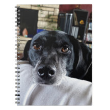 Fügen Sie dem benutzerdefinierten Foto Ihres Hunde