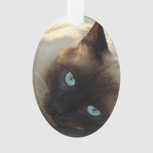 Fügen Sie dem Niedlichen Foto und Namen Ihrer Katz Ornament