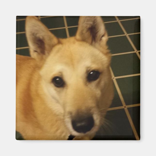 Fügen Sie diesem ein Foto Ihres Hundes hinzu Magnet (Vorne)