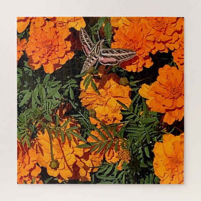 Fügen Sie Ihr Foto Sphinx Moth auf Orange Marigold (Vertikal)