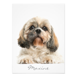Fügen Sie Ihr Haustierportrait Shih Tzu Dog Person Fotodruck