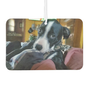 Fügen Sie Ihre Lieblings-Puppy-Fotos hinzu Autolufterfrischer