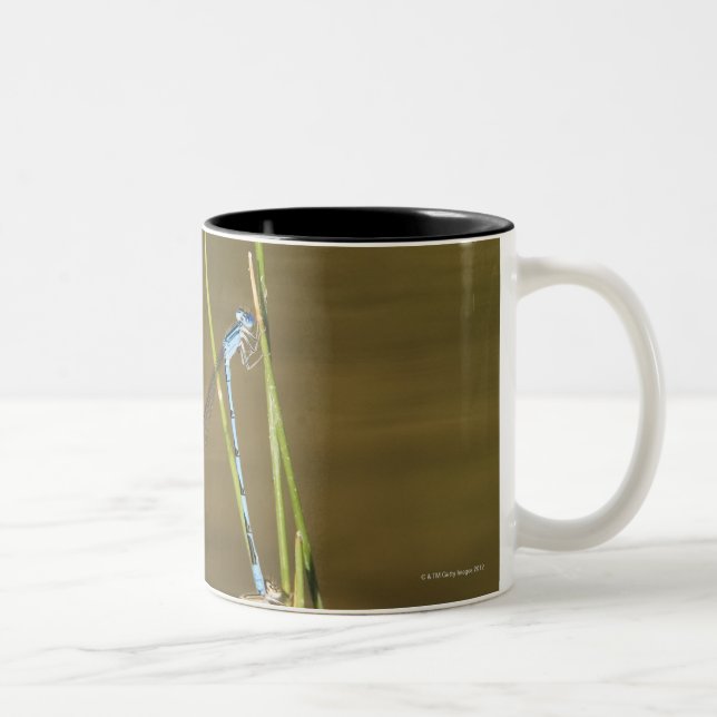 Fügende Damselflies Zweifarbige Tasse (Rechts)