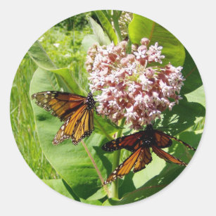 Fügender Monarch-Schmetterling auf Milkweed-Foto Runder Aufkleber