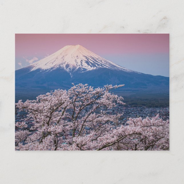 Fuji und Kirschblüten Postkarte (Vorderseite)