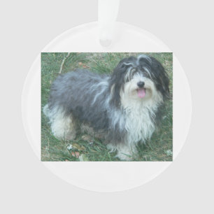full.png havanese