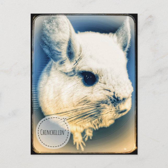 FullSizeRender Chinchillin Postkarte (Vorderseite)