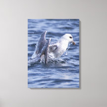 Fulmar Natur Foto Leinwand