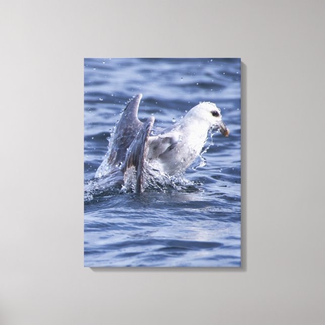 Fulmar Natur Foto Leinwand (Vorderseite)