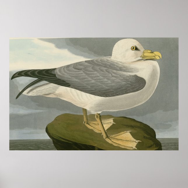 Fulmar Petrel Poster (Vorne)