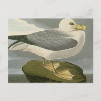 Fulmar Petrel Postkarte