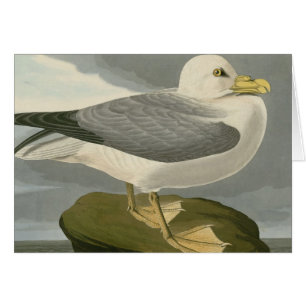 Fulmar-Sturmvogel