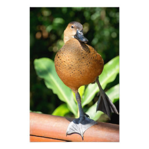 Fulvous pfeift duck on Rail Fotodruck