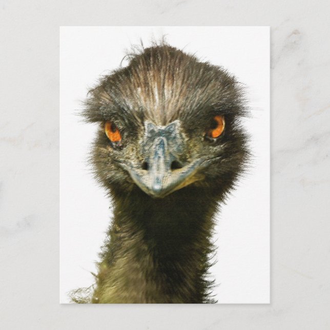 Fun Glaring Emu Nah auf Postkarte (Vorderseite)