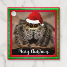 Fun Jumping Spider in der Weihnachtsmannmütze Weih